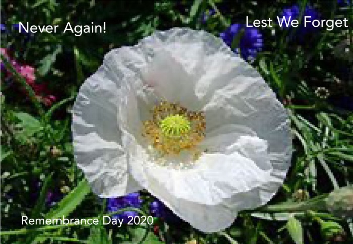 Remembrance Day Lets We Forget. Never Again! White Poppy
